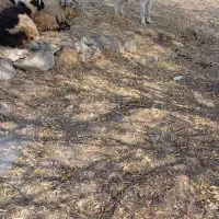 سگ اصیل قهدریجان جفت