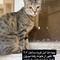 گربه گمشده