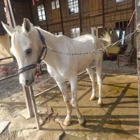 اسب عرب یکسر|اسب و تجهیزات اسب‌سواری|شهریار, اسکمان|دیوار