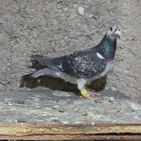 کبوتر صید