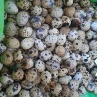 تخم نطفه دار وجوجه بلدرچین