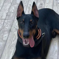 گمشده|حیوانات|مبارکه, |دیوار