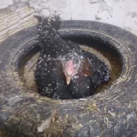 مرغ و خروس لاری|حیوانات مزرعه|جوانرود, |دیوار