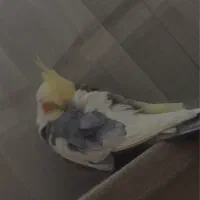 عروس هلندی پیدا کردم