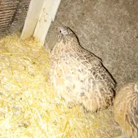 جوجه مرغ و خروس. بلدرچین خروس لاری|حیوانات مزرعه|خرمآباد, |دیوار