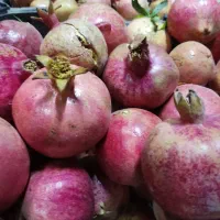 عرضه مستقیم انار از باغ|خوردنی و آشامیدنی|تهران, آهنگ|دیوار