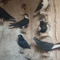 تعداد کبوتر سوراخ