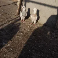 فروشی|پرنده|اردبیل, |دیوار