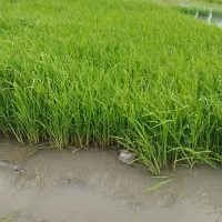 بذر طارم آماده نشا