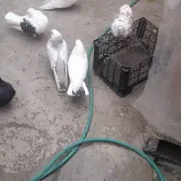 فروش کبوتر|پرنده|ارومیه, |دیوار