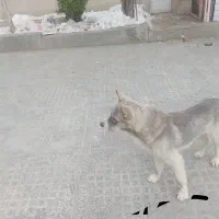 واگذاری 2قلاده سگ باهوش و مناسب نگهبانی