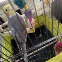 عروس هلندی سخنگو
