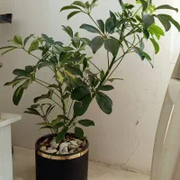 گل شفلرا ابلغ با گلدونش