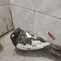 سینه ماده کاکلی