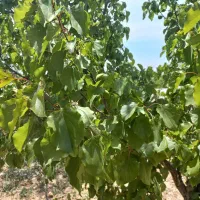 ۸۰۰متری   دارای سند