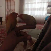 کوتوله دستی|پرنده|مشهد, تلگرد|دیوار