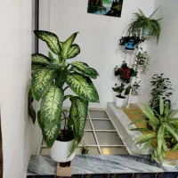 گل دیفن|گل و گیاه طبیعی|ماهیدشت, |دیوار