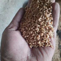 گندم‌پیشگام