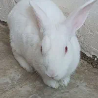 خرگوش