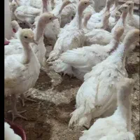 جوجه یک ماهه بوقلمون بیوتی سنگین وزن درشهر سقز