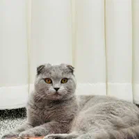 گربه اسکاتیش بلو خاص