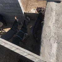 خر گلی سر حال همه هم باری|حیوانات مزرعه|الیگودرز, |دیوار