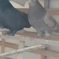 کبوتر پرشی|پرنده|برخوار, |دیوار