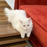 فروش گربه نژاد پرشین ۸ ماهه