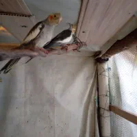 تعداد۱۰ عددعروس هلندی مولد نروماده