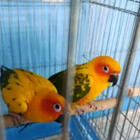 خورشیدی ملنگو شاه راهب میخرم پرندگان شما را|پرنده|شیراز, لب آب|دیوار