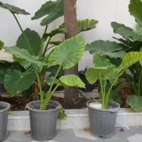 گل بابا آدم|گل و گیاه طبیعی|کازرون, |دیوار