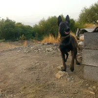 سگ مالینیوز