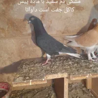 تعدادی کبوتر|پرنده|اردبیل, |دیوار