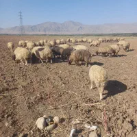 میش داشتی|حیوانات مزرعه|الشتر, |دیوار