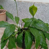 طبیعی