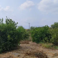 باغ مخصوص ویلا|فروش خانه و ویلا|رودان, |دیوار