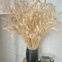 گلدان وگندم