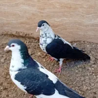 کبوتر چپ افشون وسینه سرخ جفتگاه