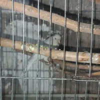 قناری ماده|پرنده|کهریزک, |دیوار