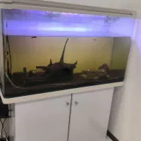 اکواریوم شیشه خم aqua