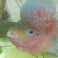 ماهی فلاور نر