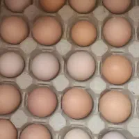 تخم مرغ محلی