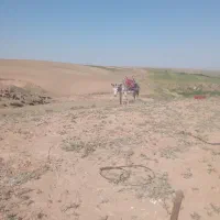 الاغ