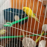 مرغ عشق بالغ