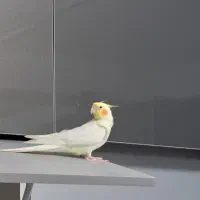 عروس هلندی سخنگو