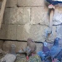 کفتر|پرنده|مرودشت, ژیان|دیوار