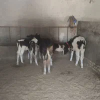 گوساله|حیوانات مزرعه|شهرکرد, |دیوار