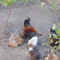 مرغ برهمان|حیوانات مزرعه|مرند, |دیوار