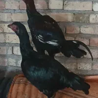 لاری مرغ و خروس (بِچَه)