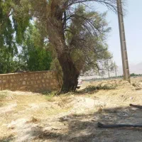 فروش درخت گز